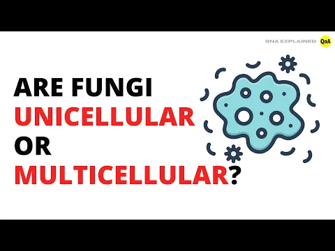 Download MP3 Are fungi unicellular or multicellular? - QnA Explained
