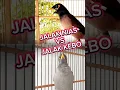 Download Lagu Burung jalak nias vs jalak kebo #jalak #burung #suara #kicaumania #birds