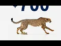 Cash Back Checking - Cheetah 15