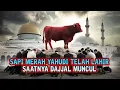 Ritual Sapi Merah Panggil Dajjal Sudah Dipersiapkan Yahudi Israel! - Benarkah Tanda Akhir Zaman?