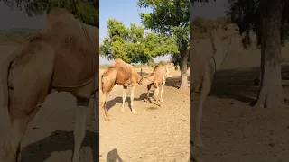 الجمل يشم الناقة ليتأكد هل هي جاهزة للتزاوج أم لا رعاية الحيوانات Farmanimals صحراء العرب Camel 