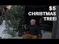 I Cut a Christmas Tree in a National Forest for 5 Here s How to Get the Permit