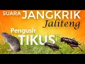 Download Lagu Suara Jangkrik JALITENG Pengusir TIKUS DIJAMIN AMPUH | Cricket noises AUDIO
