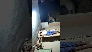 Tiger attack on a man in india