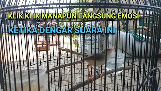 suara pikat prenjak klik paling handal klik klik gacor fighter menantang lawan 