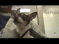 Half-priced adoptions at Macon-Bibb Animal Shelter