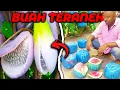 Download Lagu Buah-Buah Tergila dari Seluruh Dunia Ini  Mungkin Belom Pernah Kalian Dengar Sebelumnya!