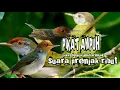 Download Lagu suara pikat burung prenjak ribut || pikat burung prenjak paling ampuh 100%