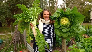 Big Results in our No Dig Garden | Swine v Spuds – Free Range Homestead Episode 44