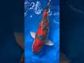 🚀Shipping out some MONSTER koi #koi #fish #japanesekoi #carp