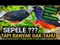 Lagu INI YANG DIA BUTUHKAN CARA MERAWAT MURAI BATU YANG KONDISI KURANG SERAT