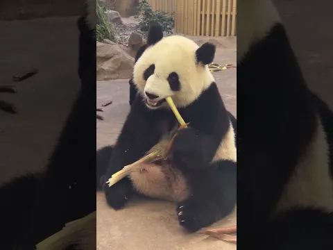 小文這樣含情脈脈的看著，我受不了! 這小眼神真的有大舅我見猶憐那味兒了，把ee迷得不要不要的。 #大熊貓輪文 #熊貓的生活有多愜意 #來這吸熊貓 #國寶不愧是國寶 #眼波流轉