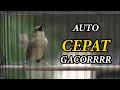 Download Lagu PANCINGAN CIGUN AGAR CEPAT GACOR