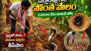 నా సొంత మామిడి తోట చూద్దాం రండి || ఏమేమి చెట్లు ఉన్నాయో చూడండి || దుర్గారావు మరియు గంగారత్నం ||🐍🐍