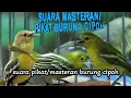 Download Lagu suara masteran/pikat burung cipoh/sirtu paling ampuh 2025