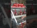 Download Lagu Begini cara ternak ayam petelur skala rumahan
