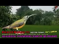 Download Lagu Suara Masteran Burung Pijantung Gacor Ngekek Kasar Suara Burung Pijantung Pasti Nyaut