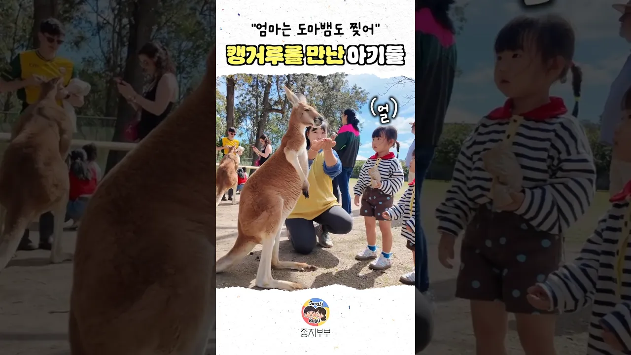 호주 캥거루