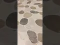 Lowes Bathroom Shower Drain