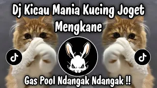 dj kicau mania kucing joget mengkane dj jedag jedug viral tiktok terbaru 2026 