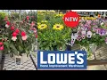 LOWES BEST NEW PLANTS ARRIVALS CLEARANCE FOR SPRING HOW TO MAKE YOUR GARDEN BEAUTIFUL
