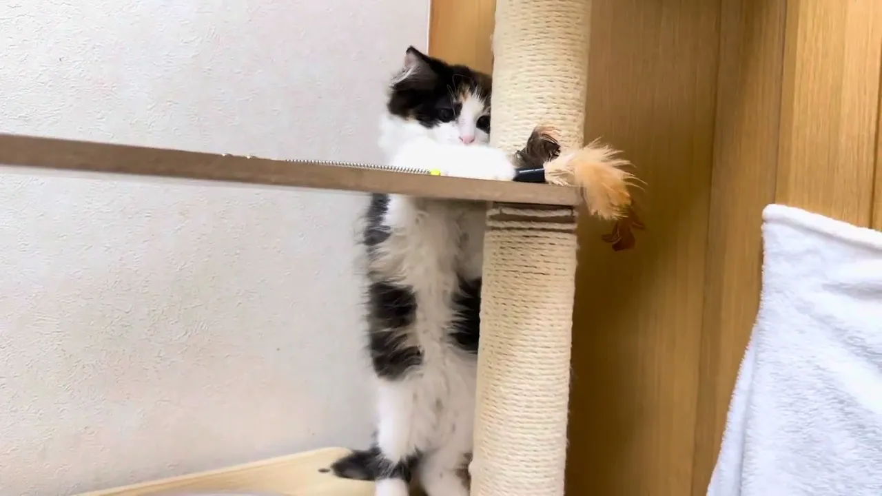 動画