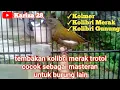 Download Lagu KOLIBRI MERAK trotol gacor \u0026 nembak mirip CILILIN, cocok sbg burung masteran.