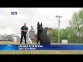 Anoka K-9 Bravo who was shot while pursuing carjacker set to retire