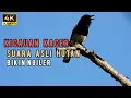 Kicauan Burung Kacer Di Alam Liar || Bikin Ngiler