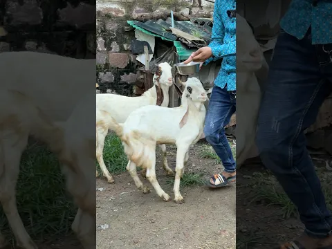 Gulabi Kota Kid’s