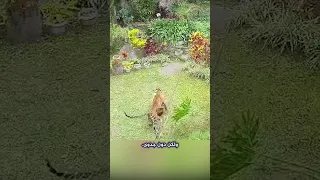 نمر جائع يحاول إفتراس كلب حراسة من أمام المنزل شاهد ما حدث Shorts 