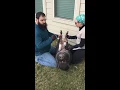 Flip the Pig Hoof Trimming Method The Mini Pig Farrier