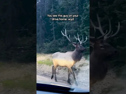 Vehicles Back Up as Huge Elk Walks Down Road Toward Them
