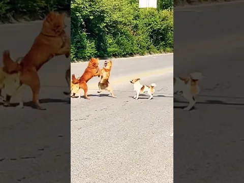 Playing together #dog#dogshorts #doglove