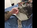 Harli gets the zoomies on the bed