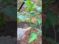 Download Lagu Pruning Tomato Plants 🌱🍅✂️ #plantingtips #gardening #pruning