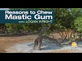 Reasons to Chew Mastic Gum A Discussion with Logan Wright Dr John Douillard s LifeSpa