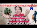 Lagu tokcer..!!! cara cepat setting murai seri F4 mancul pasang badan kurang gacor volume kecil