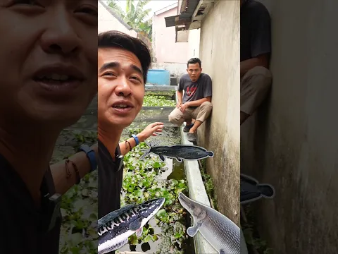 Tebak ikan predator monster yang lebih dulu menyambar lele?