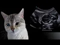 How to calculate gestational age in felines using biparietal head diameter