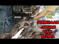 Download Lagu cara membedakan burung prekutut jantan dan betina di pasar ombyokan