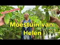 Lagu Bijzondere Surinaamse Moestuin van Helen