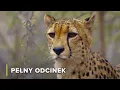 Wielkie Koty Afryki: Lew, Lampart i Gepard | Ikony Dzikiej Przyrody 101
