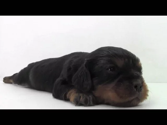 動画