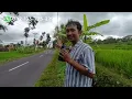 Download Lagu Super Istimewa!!! Tanah Mangku Jalan Raya Luas 2821 m2 View Merapi Cocok untuk investasi