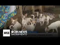 Abandoned Chihuahuas found in Modesto in need of foster homes