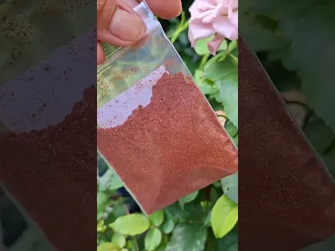 ម្សៅការី