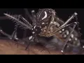 Georgia News Old National Park to close after mosquitoes test positive for West Nile