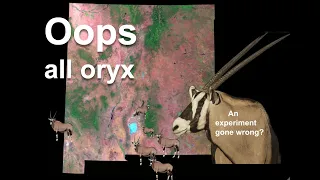 The Dream To Fill The Desert With Imported Animals 