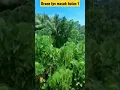 Download Lagu Drone fpv masuk hutan 1